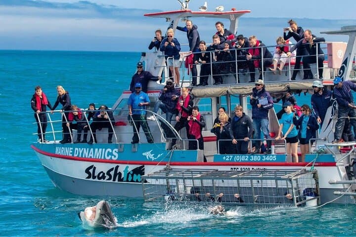 Shark Cage Diving from Cape Town to Dyer Island — Great White Encounters photo 4