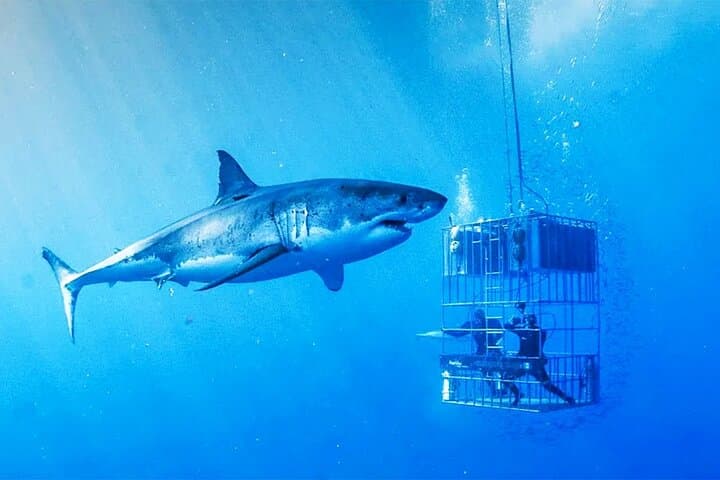 Shark Cage Diving from Cape Town to Dyer Island — Great White Encounters photo 6