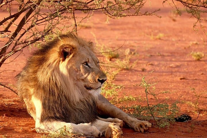 4-Day Serengeti & Ngorongoro Safari: Mid-Range Wildlife Adventure from Arusha photo 2