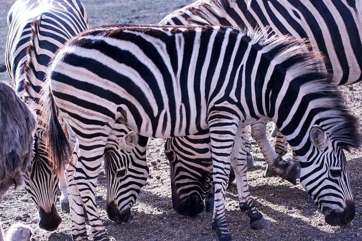 4-Day Serengeti & Ngorongoro Safari: Mid-Range Wildlife Adventure from Arusha photo 3