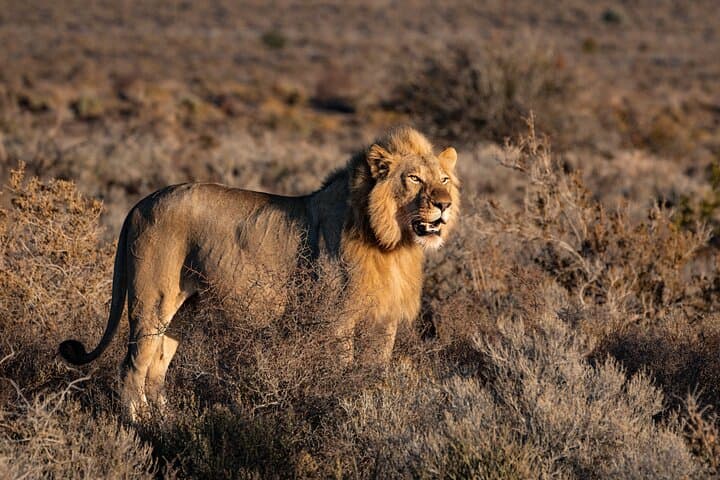 2-Day Mid-Range Private Safari: Tarangire & Ngorongoro Crater photo 2