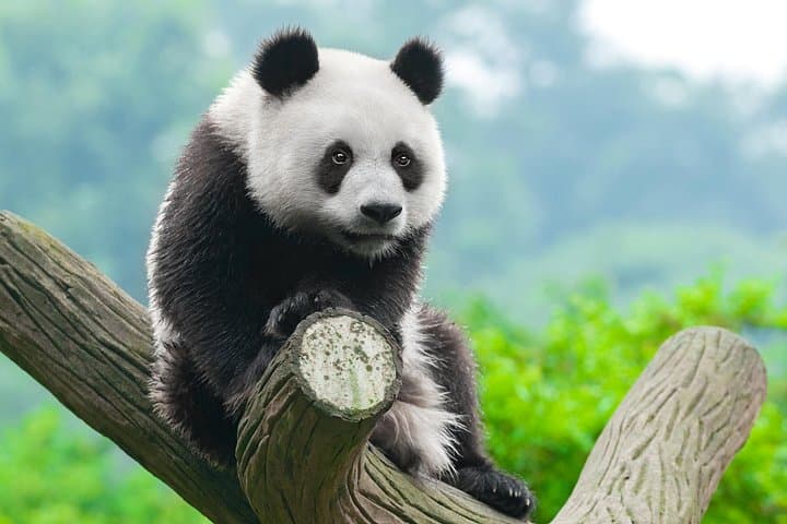 Panda Keeper Experience at Dujiangyan & Wolong: Behind-the-Scenes Day Tour from Chengdu photo 4