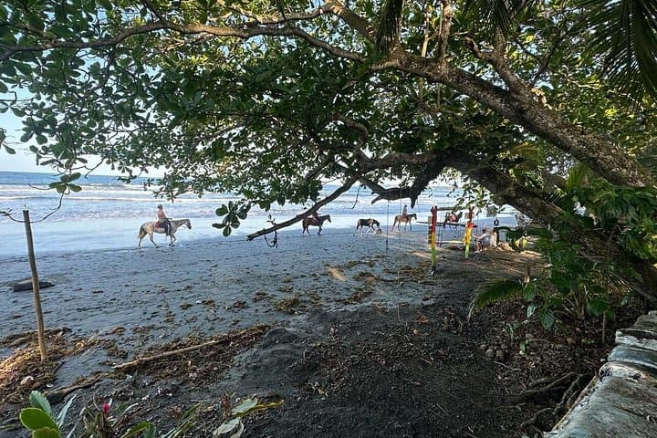 Private Horseback Ride and Cahuita National Park Guided Walk — Beaches, Monkeys & Reefs photo 4