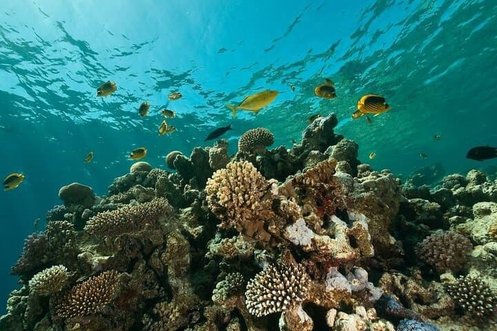 Hurghada Two-Stop Amateur Dive: Short Dives, Big Coral Views photo 2