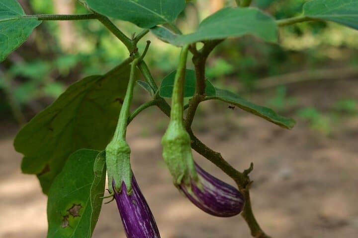 Organic Sri Lankan Cooking Class & Garden Tour near Sigiriya photo 4