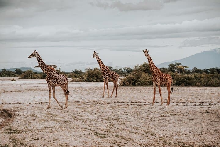 Walking Safari in Arusha National Park: Day Tour Guide photo 3