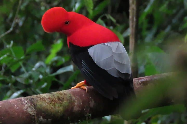 Central Andes 5-Day Birding Adventure: Otún, Salento & Yellow-Eared Parrot Sanctuary photo 2