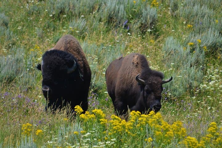 Yellowstone Lower Loop Adventure: Old Faithful, Grand Prismatic & Canyon Highlights photo 2