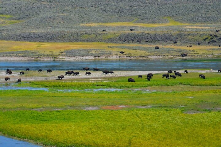 Yellowstone Lower Loop Adventure: Old Faithful, Grand Prismatic & Canyon Highlights photo 3