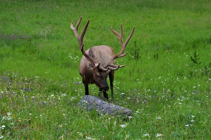 Yellowstone Lower Loop Adventure: Old Faithful, Grand Prismatic & Canyon Highlights photo 6