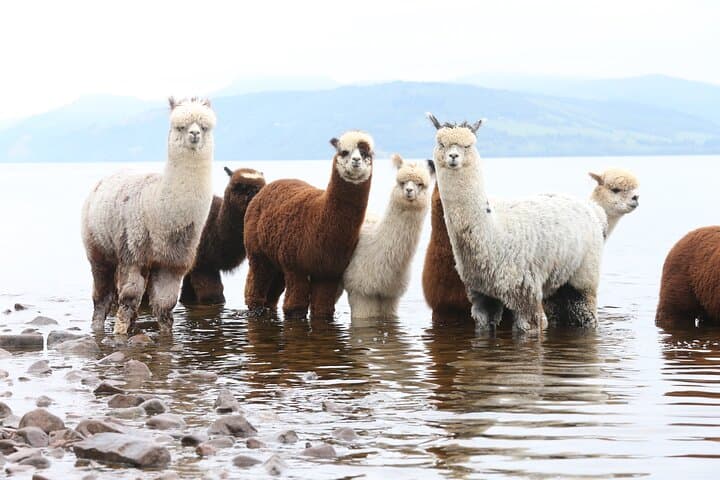 Loch Ness Private Tour: Castles, Beaches, Mountains & Nessie Adventure photo 4