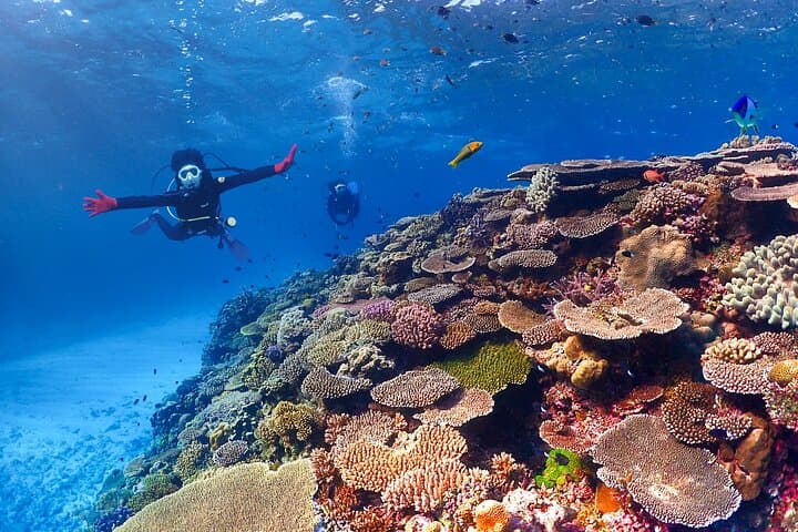 Okinawa Scuba Diving at Minna & Sesoko with Wagyu Lunch