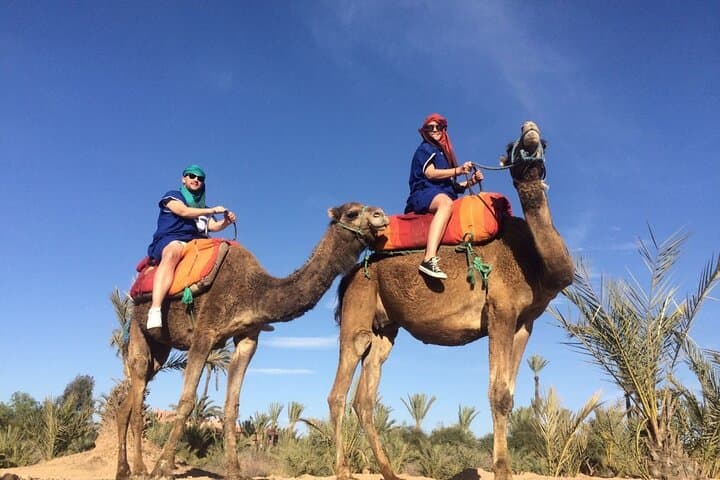 Camel Ride in Marrakech's Palmeraie: 1-Hour Shared Tour & Tea Experience photo 4