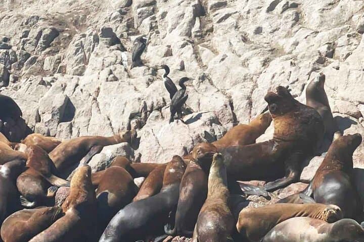Paracas, Huacachina & Nazca: 2-Day Coastal Peru Adventure from Lima photo 3