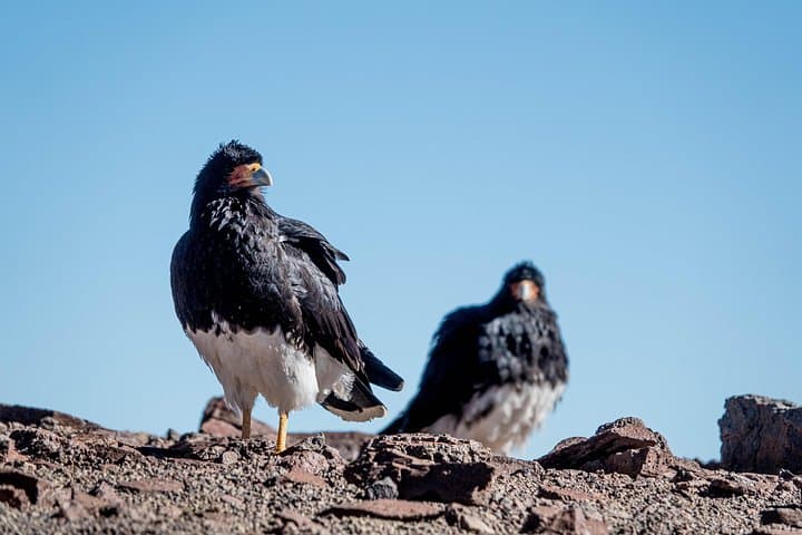 Cerro Pintor High-Altitude Trek: Private 4,200m Day Hike from Santiago photo 5