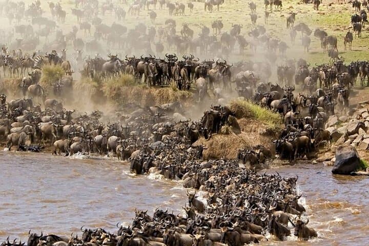 Wildebeest Calving Safari: Serengeti, Ngorongoro & Tarangire (Jan–Mar) photo 1