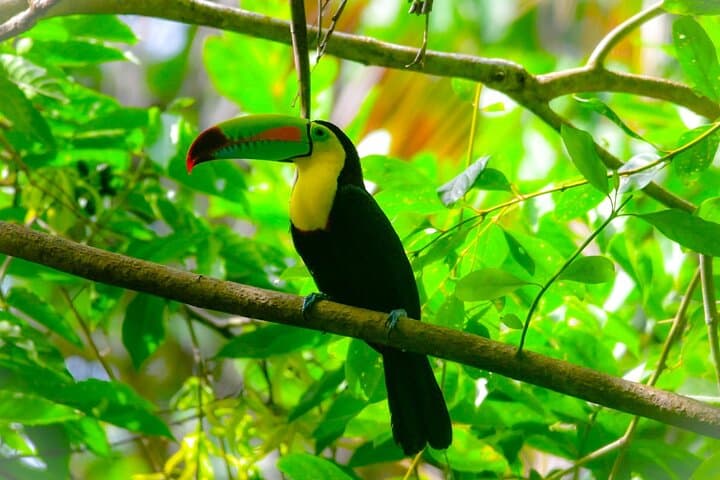Cahuita Coastal Hike: Rainforest Trails & Reef Views on Costa Rica’s Caribbean Shore photo 5