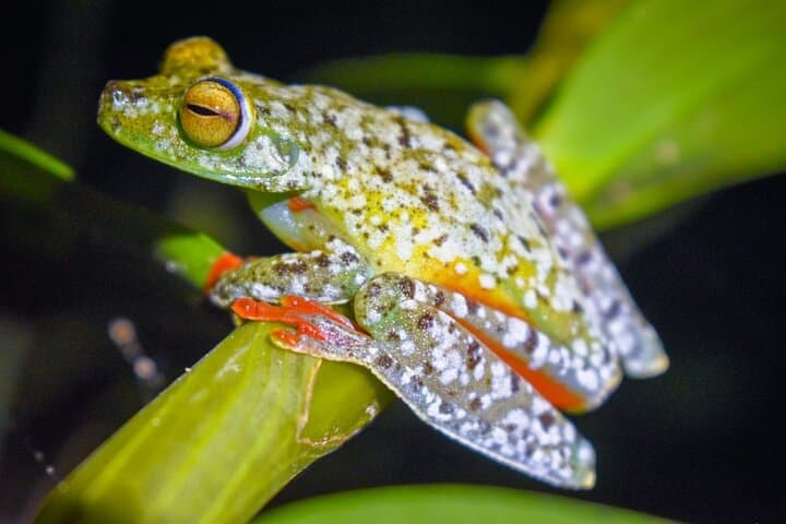 Caribbean Moonlight Hike: Night Wildlife Walk in Limón, Costa Rica