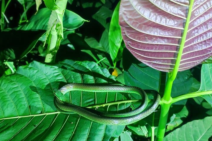 Caribbean Moonlight Hike: Night Wildlife Walk in Limón, Costa Rica photo 2