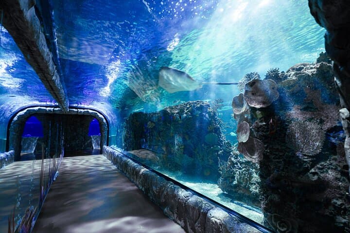 Inbursa Aquarium Mexico City: Skip-the-Line Interactive Marine Adventure