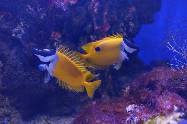 Inbursa Aquarium Mexico City: Skip-the-Line Interactive Marine Adventure photo 5