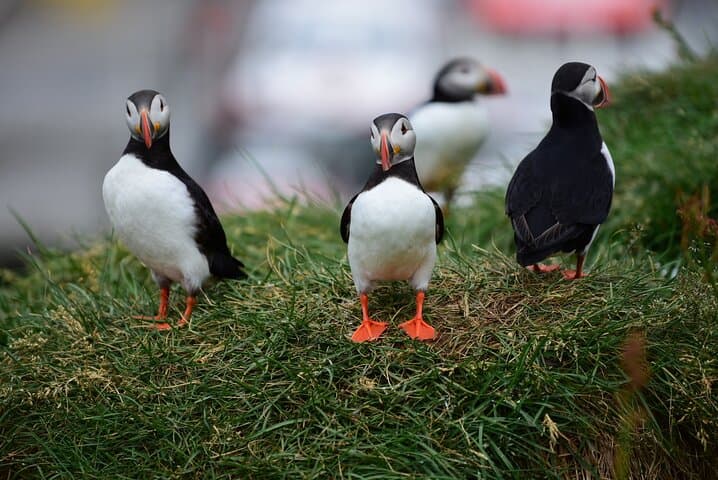 Private South Coast Tour and Glacier Hike — Reykjavik Day Trip photo 3