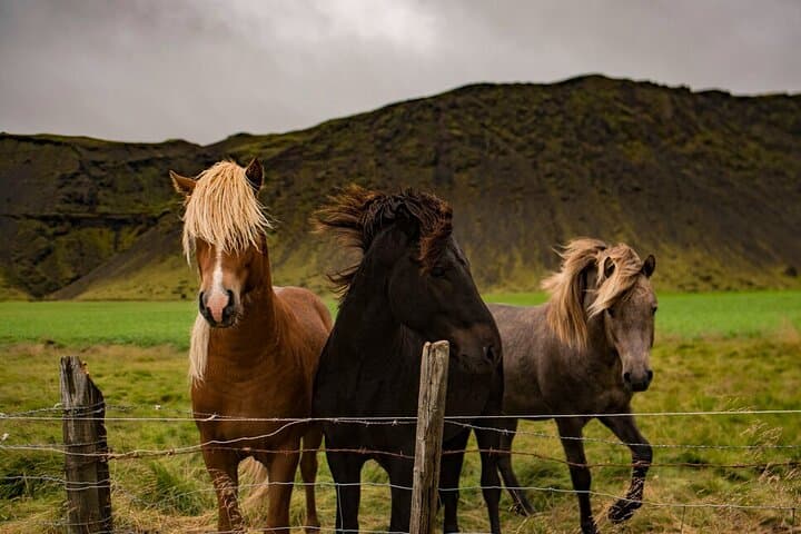 Golden Circle from Reykjavik: Small-Group Cruise-Arrival Tour to Gullfoss, Geysir & Thingvellir photo 5
