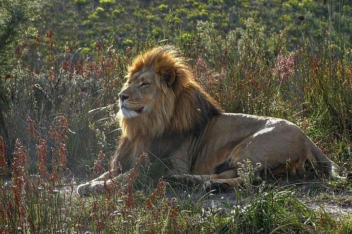 Garden Route & Addo Elephant Safari: 5-Day Small Group Adventure from Cape Town photo 2