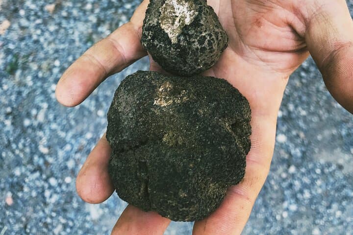 Truffle Quest and Pisa: Truffle Hunt & Leaning Tower Day Trip from Livorno