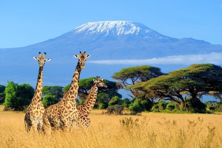6-Day Shared Safari Through Maasai Mara, Lake Nakuru & Amboseli