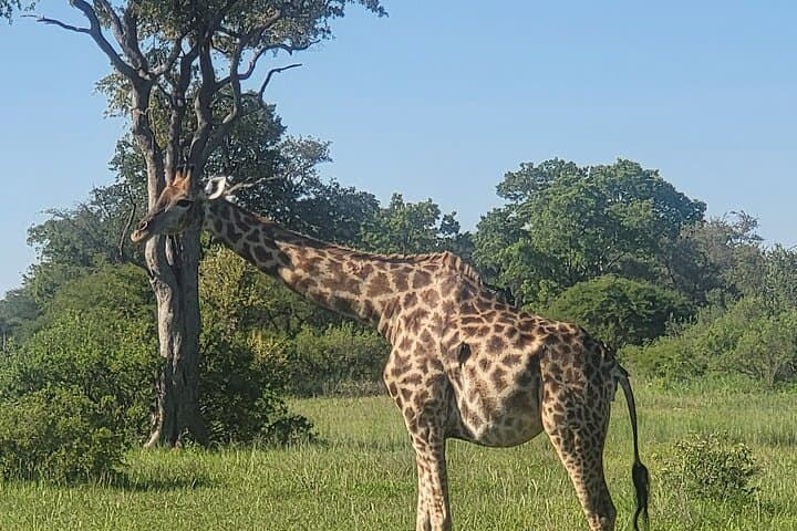 Full-Day Chobe National Park Safari and Chobe River Cruise from Victoria Falls