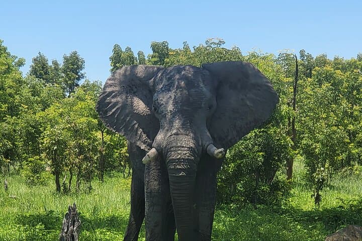 Full-Day Chobe National Park Safari and Chobe River Cruise from Victoria Falls photo 2