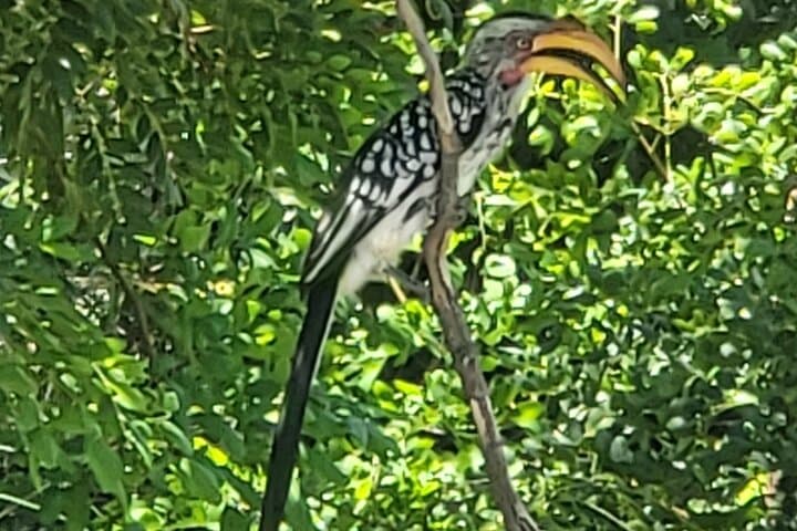 Full-Day Chobe National Park Safari and Chobe River Cruise from Victoria Falls photo 3