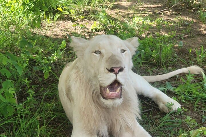 Full-Day Chobe National Park Safari and Chobe River Cruise from Victoria Falls photo 4