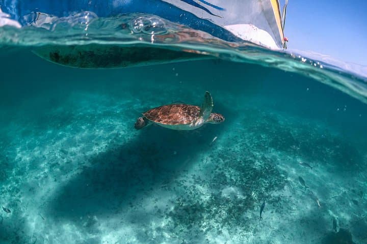 Snorkel with Turtles at Akumal Beach — Half-Day Tour from Playa del Carmen photo 1