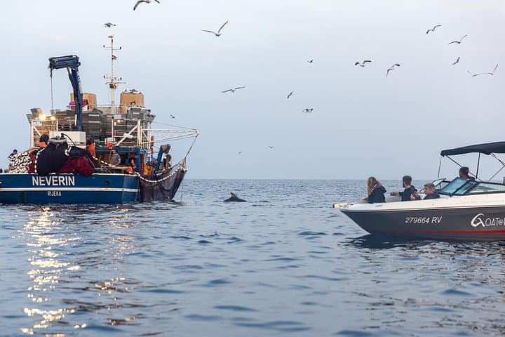 Private Sunrise Dolphins & Fishermen at Work — Rovinj Small-Boat Tour photo 2