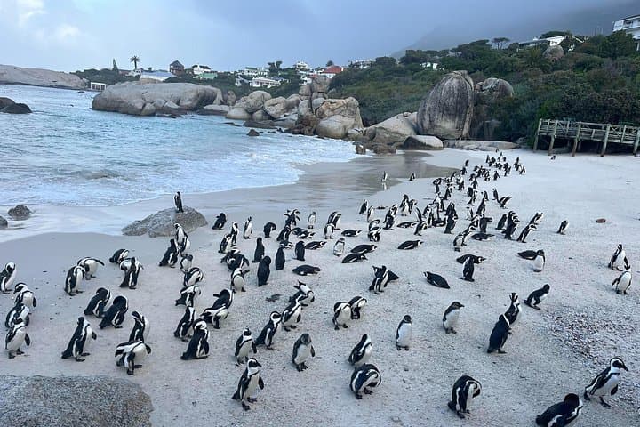 Private Cape of Good Hope Tour: Penguins, Chapman’s Peak & Cape Point photo 2