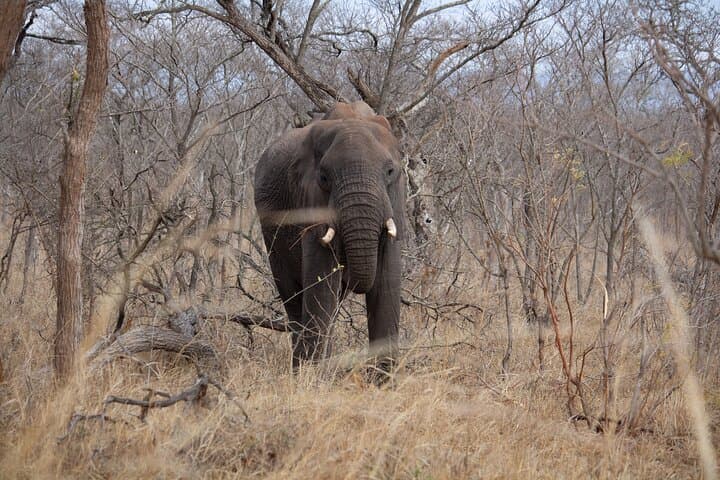 5-Day Immersive Kruger Safari: Big Five Game Drives & Rest-Camp Nights photo 2
