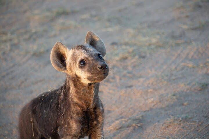 5-Day Immersive Kruger Safari: Big Five Game Drives & Rest-Camp Nights photo 3