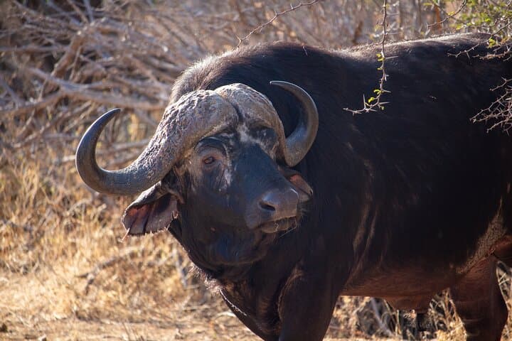 5-Day Immersive Kruger Safari: Big Five Game Drives & Rest-Camp Nights photo 4