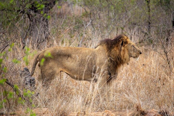 5-Day Immersive Kruger Safari: Big Five Game Drives & Rest-Camp Nights
