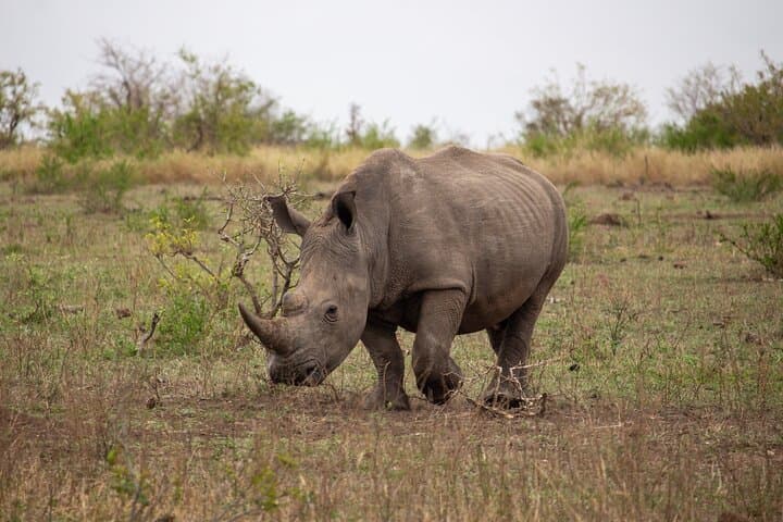 5-Day Immersive Kruger Safari: Big Five Game Drives & Rest-Camp Nights photo 6