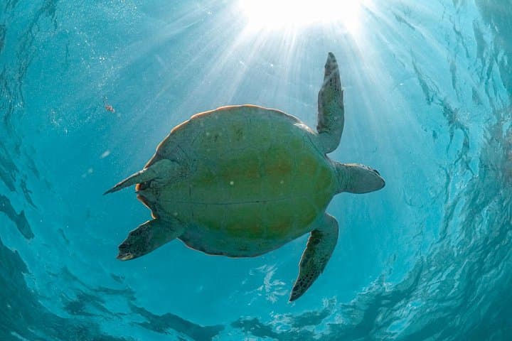 Snorkel with Turtles at Akumal Beach — Half-Day Tour from Playa del Carmen photo 2
