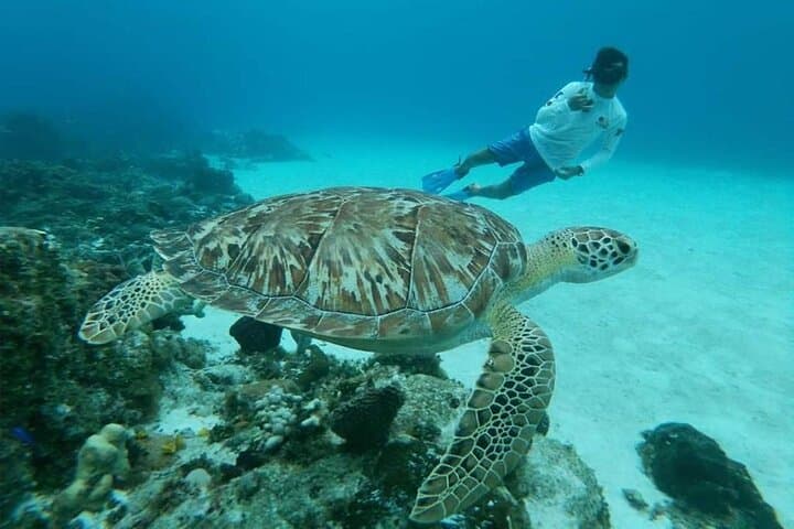 Cozumel Catamaran Snorkel to El Cielo: Starfish Flats & Turtle Bay photo 5