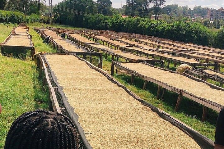 Fairview Coffee Farm & Factory Tour from Nairobi — Farm-to-Cup Experience photo 6