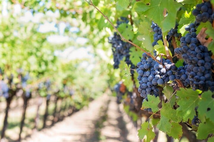 Off-Road Wine Fiesta Cephalonia 4x4 Vineyard Tour and Tasting photo 3