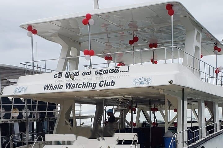 Mirissa Whale Watching from Colombo/Negombo: Breakfast Yacht Tour & Sea Bath photo 5