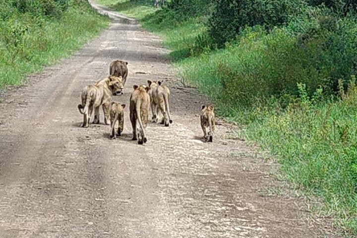 Masai Mara 3-Day Safari: Wildebeest River Crossings & Maasai Culture