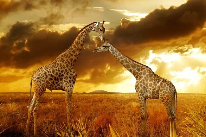Masai Mara 3-Day Safari: Wildebeest River Crossings & Maasai Culture photo 2