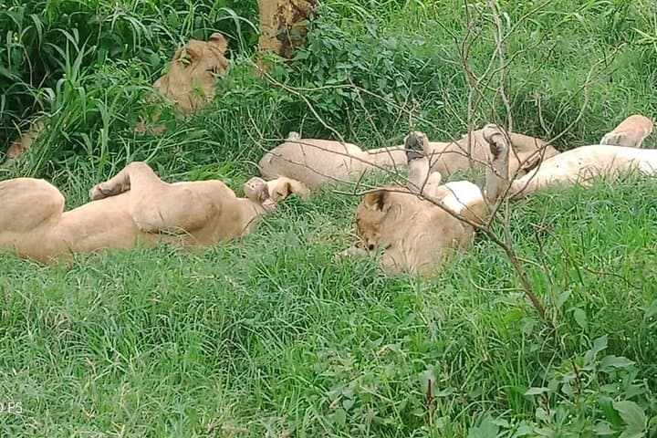 Masai Mara 3-Day Safari: Wildebeest River Crossings & Maasai Culture photo 3